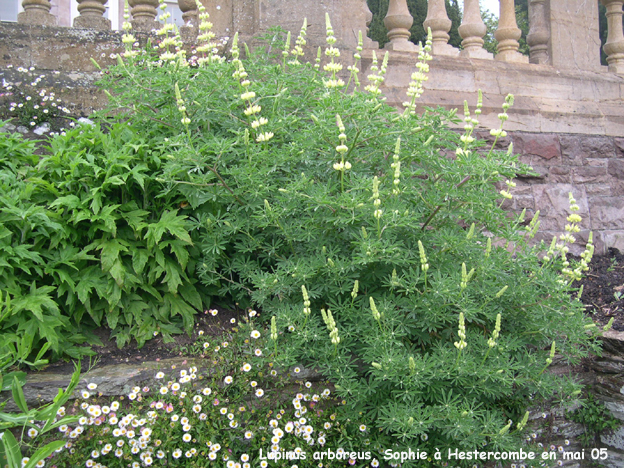 Lupinus arboreus