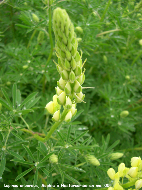 Lupinus arboreus