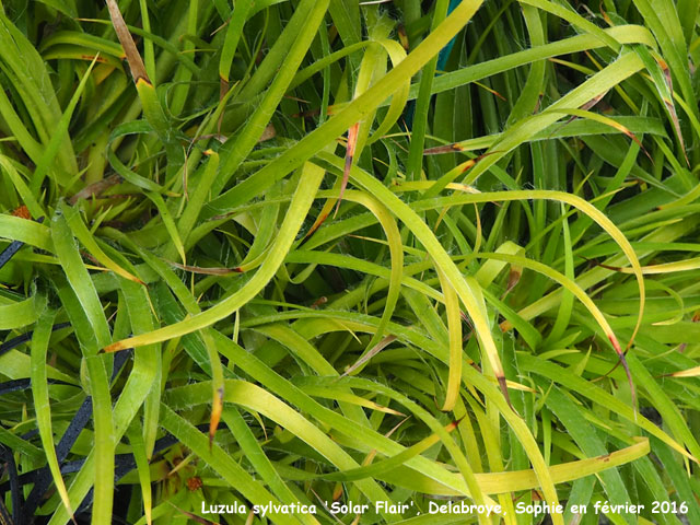 Luzula sylvatica 'Solar Flair'