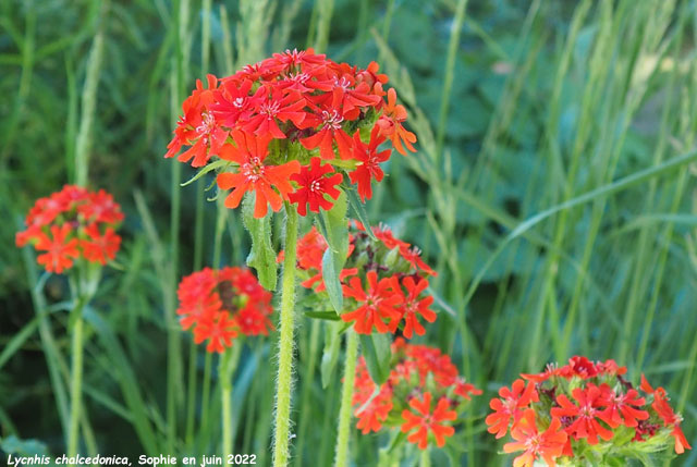 Lychnis chalcedonica