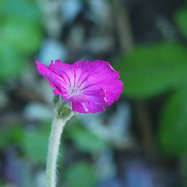 Lychnis coronaria 