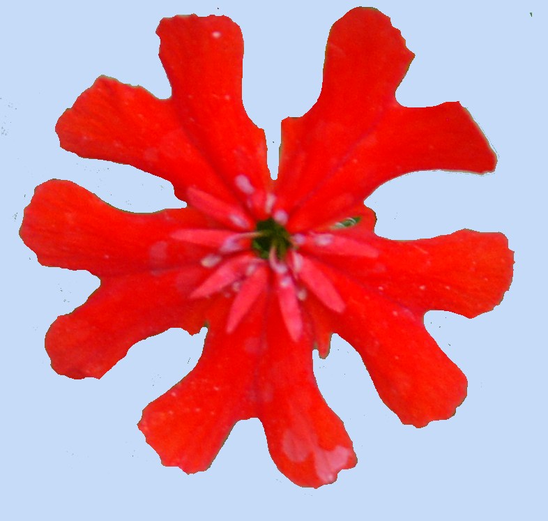 feuille biternée
