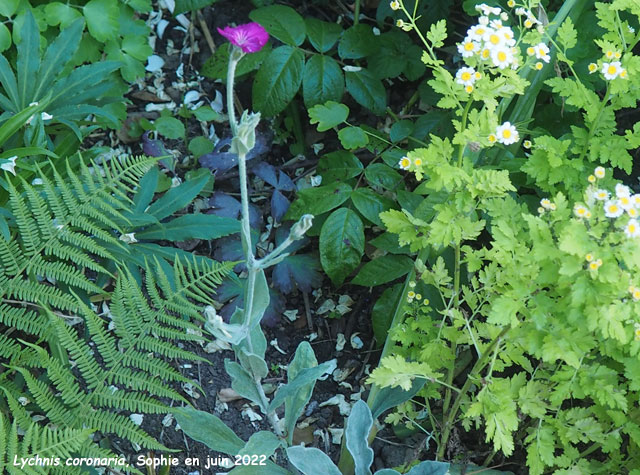 Lychnis coronaria