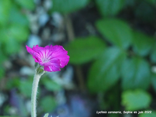 Lychnis coronaria