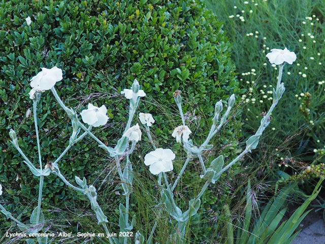 Lychnis coronaria 'Alba'