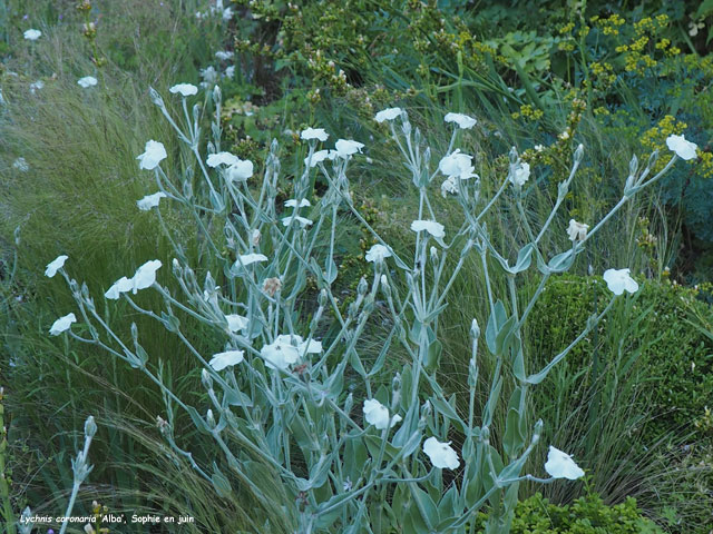 Lychnis coronaria 'Alba'