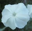 Lychnis coronaria 'Alba'