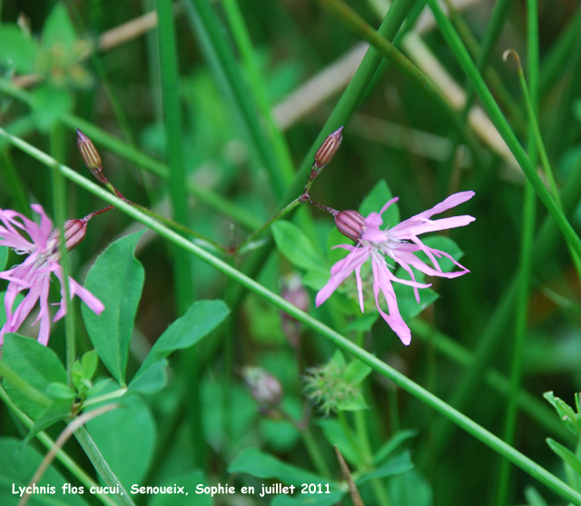 Lychnis flos-cuculi