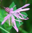 Lychnis flos-cuculi