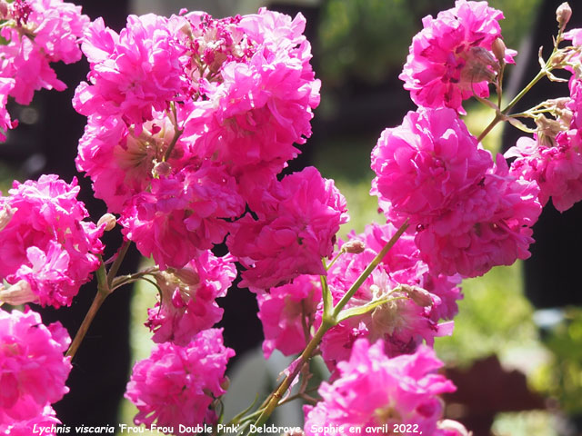 Lychnis viscaria 'Frou-frou Double Pink'