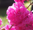 Lychnis viscaria ' Frou-Frou Double Pink'