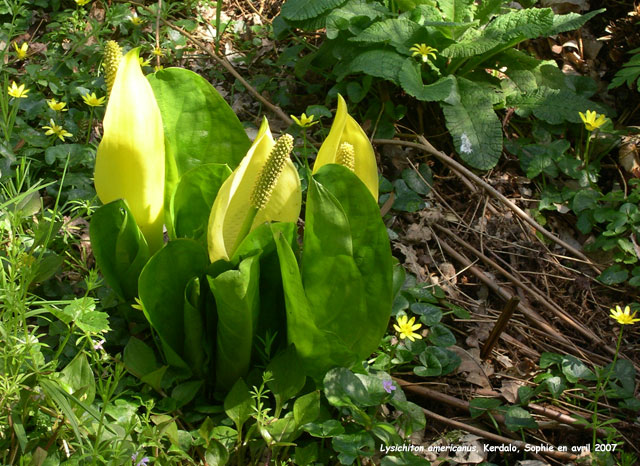Lysichiton americanus