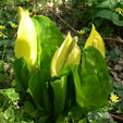 Lysichiton americanus