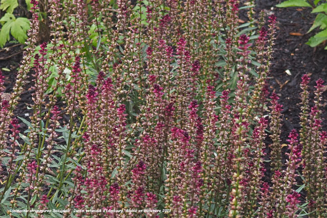 Lysimachia atropurpurea 'Beaujolais'