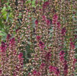 Lysimachia atropurpurea 'Beaujolais'