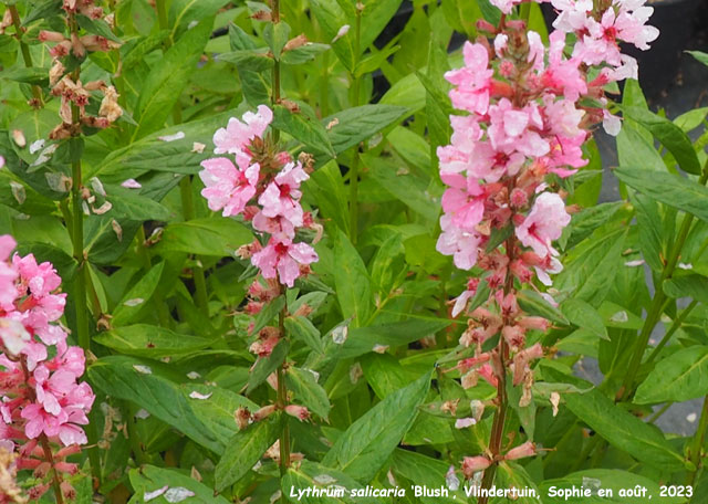 Lythrum salicaria 'Blush'