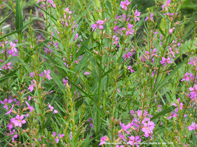 Lythrum virgatum 'Hélène'