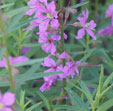 Lythrum virgatum 'Hélène'