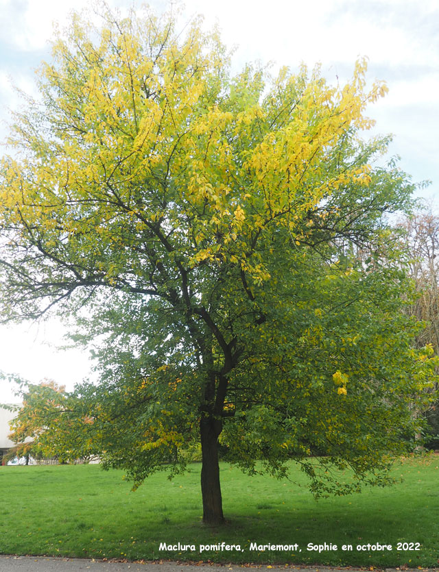 Maclura pomifera