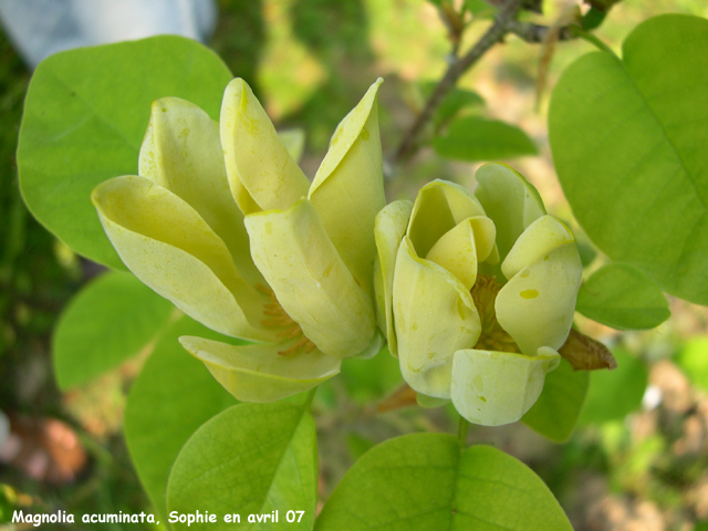 Magnolia acuminata