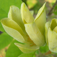 Magnolia acuminata