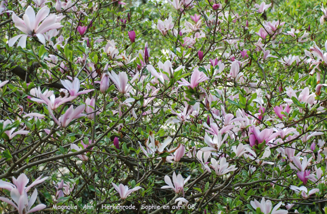 Magnolia 'Ann'