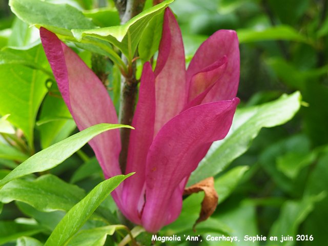 Magnolia 'Ann'