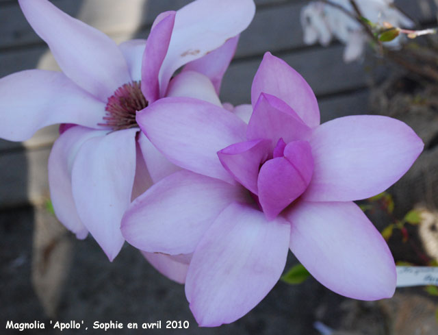Magnolia 'Apollo'