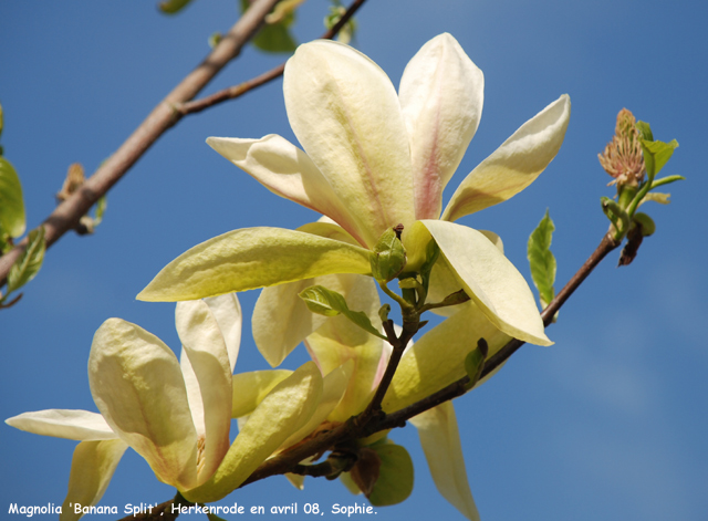 Magnolia 'Banana Split'