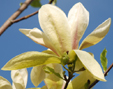 Magnolia 'Banana Split'