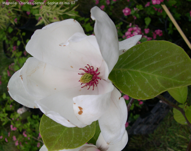 MAgnolia 'Charles Coates'