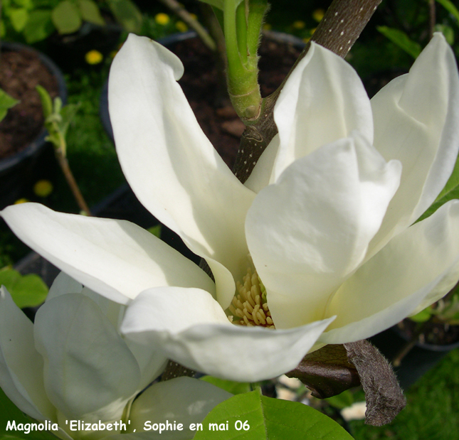 Magnolia 'Elizabeth'