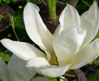 Magnolia 'Elizabeth'