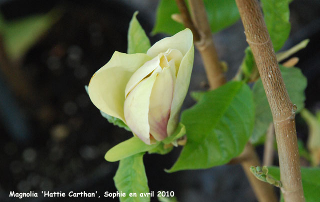 Magnolia x brooklynensis 'Hattie Carthan'