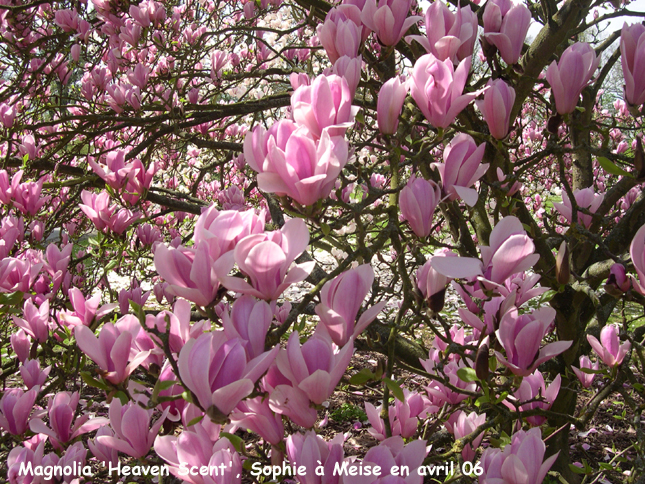 Magnolia 'Heaven Scent'