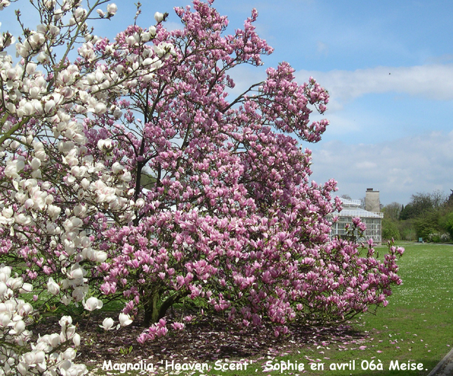 Magnolia 'Heaven Scent'