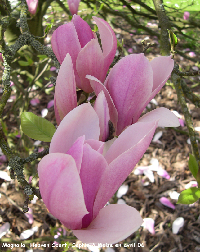 Magnolia 'Heaven Scent'