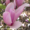 Magnolia 'Heaven Scent'