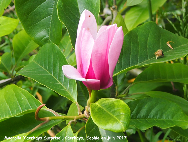 Magnolia 'Caerhays Surprise'