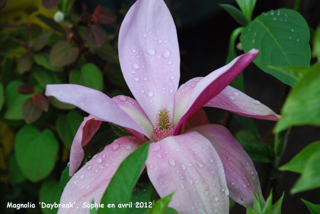 Magnolia 'Daybreak'