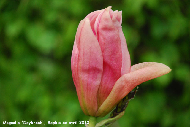 Magnolia 'Daybreak'