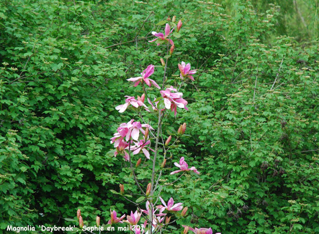 Magnolia 'Daybreak'