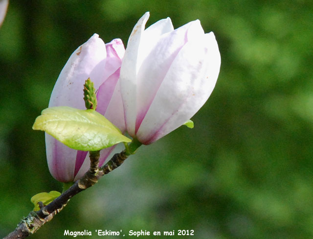 Magnolia 'Eskimo'