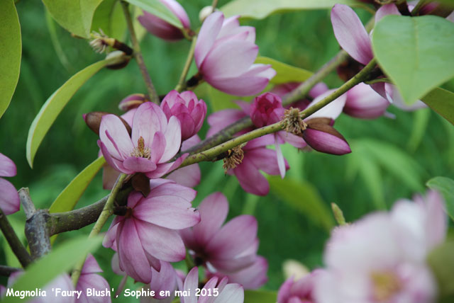 Magnolia 'Fairy Blush'