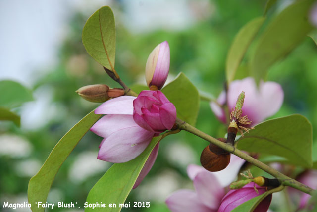 Magnolia 'Fairy Blush'