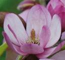 Magnolia 'Fairy Blush'