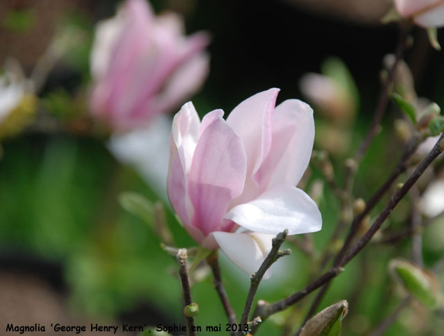Magnolia 'George Henry Kern'
