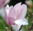 Magnolia 'George Henry Kern'