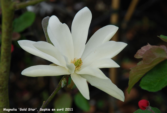 Magnolia 'Gold Star'