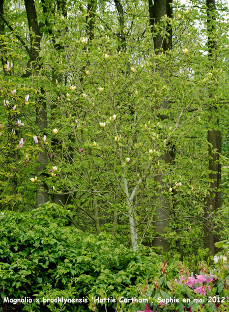 Magnolia x brooklynensis 'Hattie Carthan'